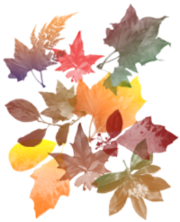 leaves