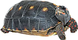 VBS-turtle